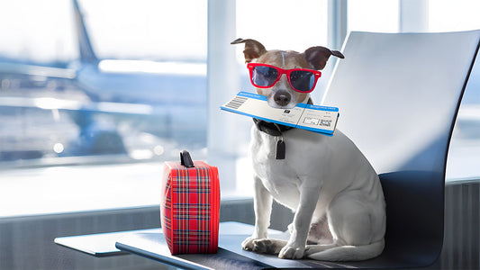 Pet Travel Guide